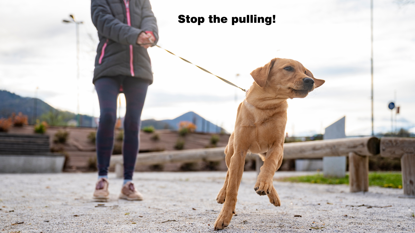 Mastering the Art of Dog Walking Choosing the Right Harness and Lead Companion Animal Veterinary Hospital